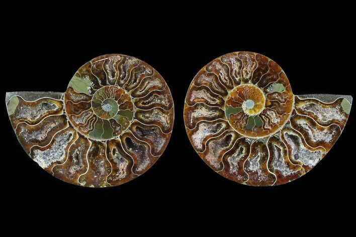 Cut & Polished Ammonite Fossil - Agatized #78385